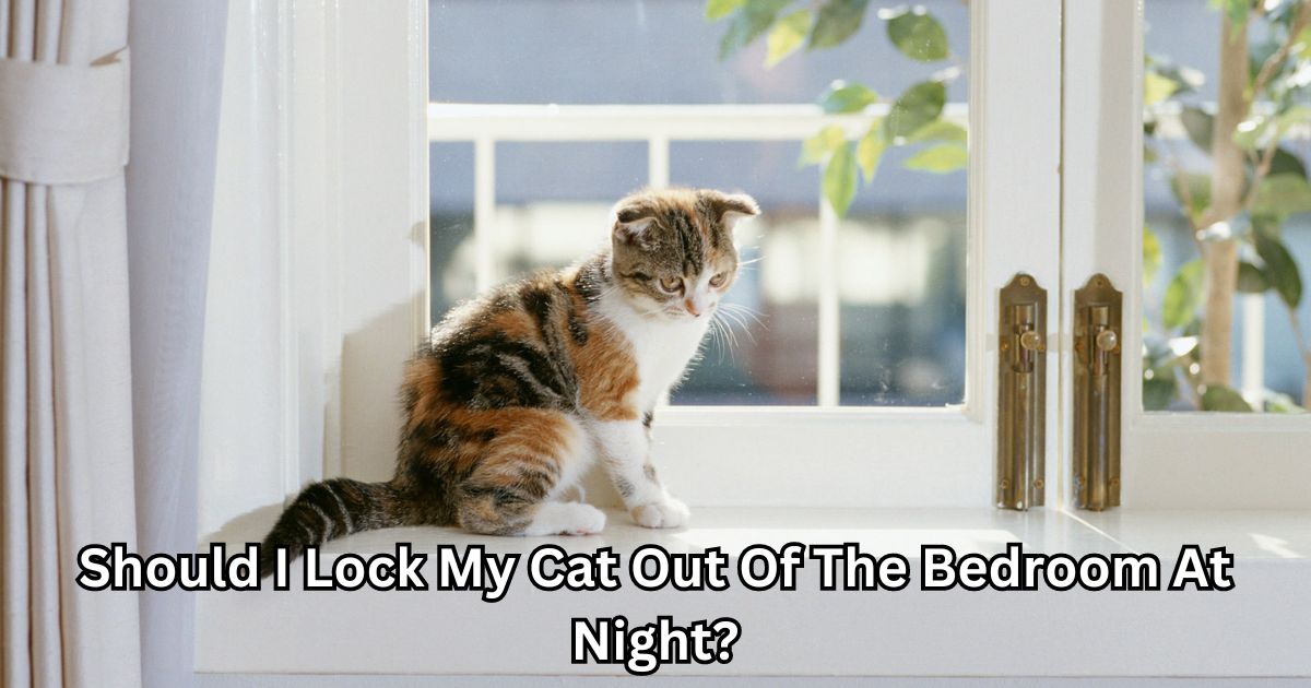 Should I Lock My Cat Out Of The Bedroom At Night?