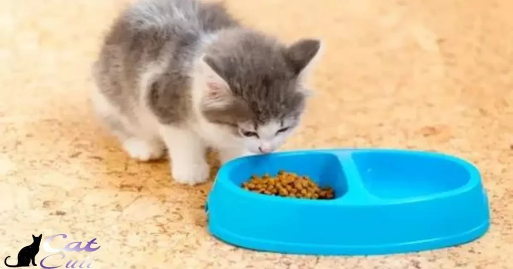 Signs That Cat Food Isn't Right For A Kitten