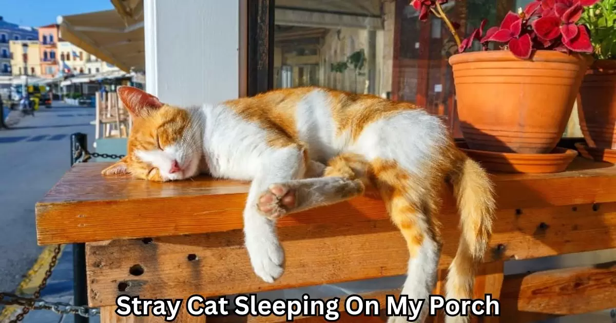 Stray Cat Sleeping On My Porch