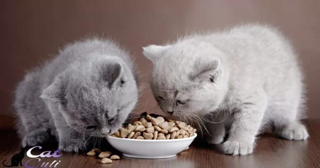Tips For Gradually Transitioning To Adult Cat Food