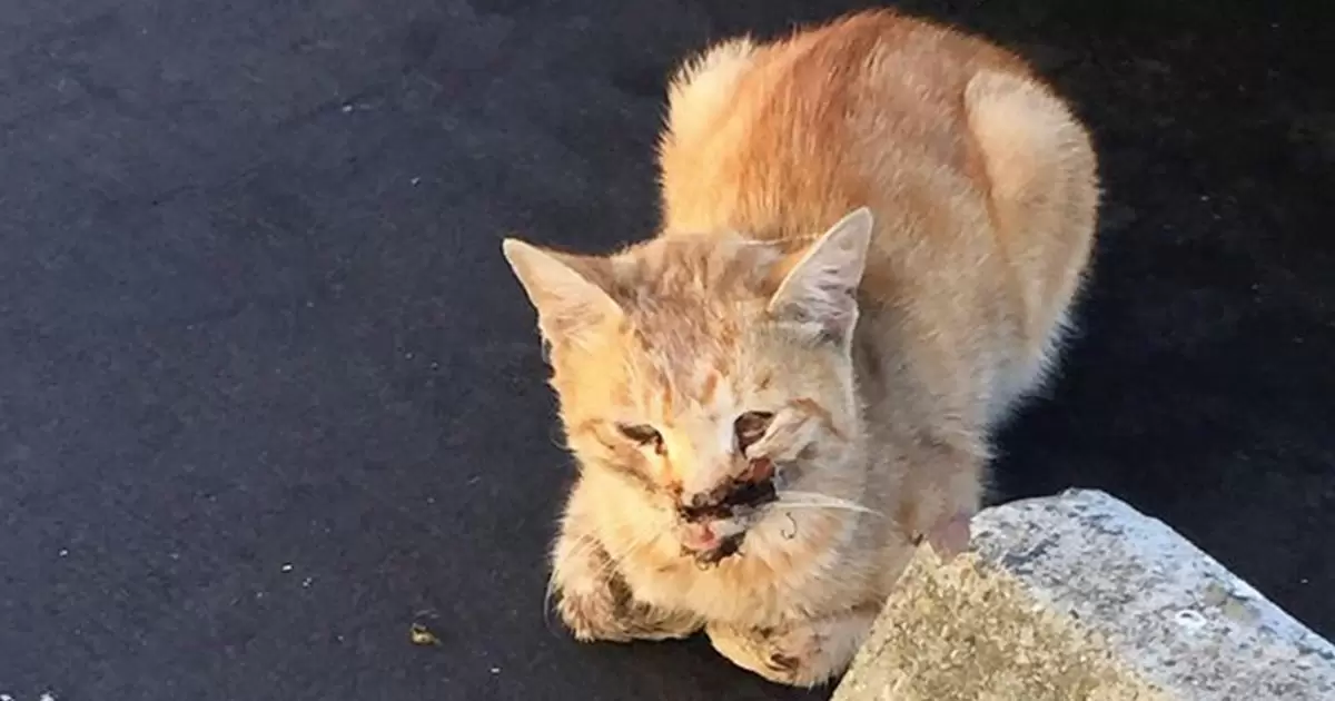 What To Feed A Cat With A Broken Jaw?