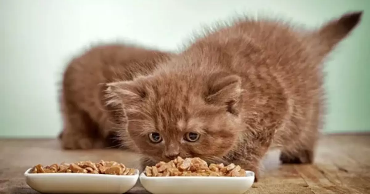 When To Switch From Kitten To Cat Food?