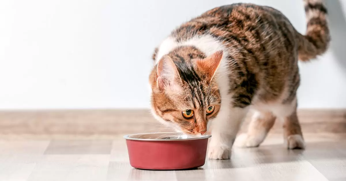 Why Do Cats Scratch Around Their Food?