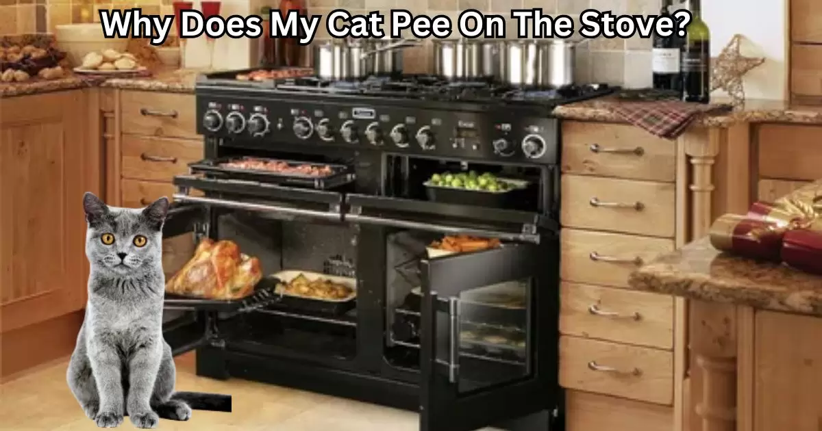 Why Does My Cat Pee On The Stove?