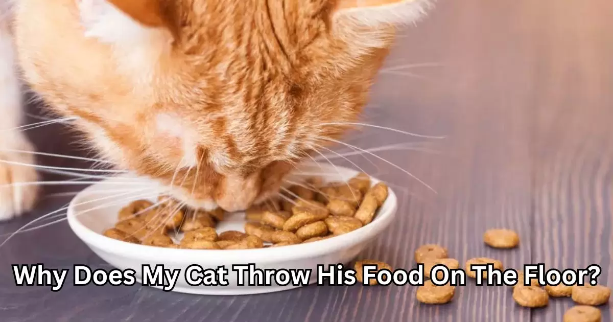 Why Does My Cat Throw His Food On The Floor?