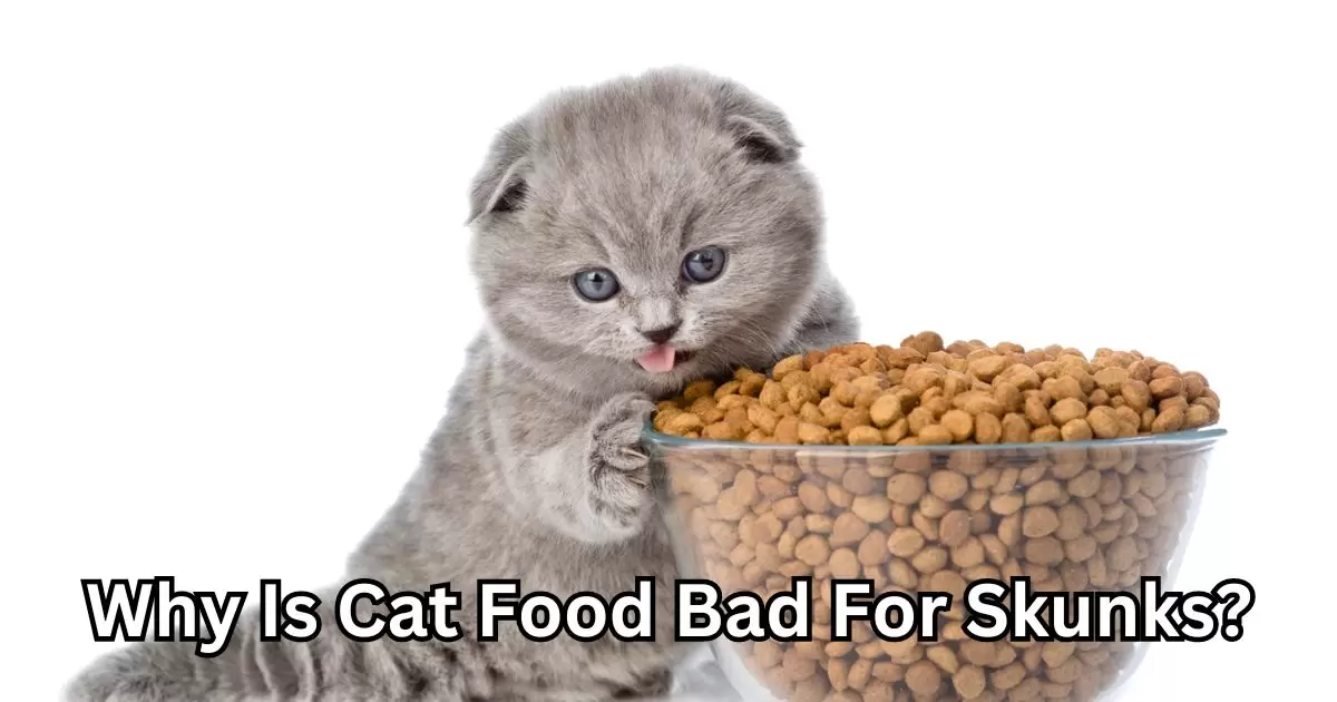 Why Is Cat Food Bad For Skunks?