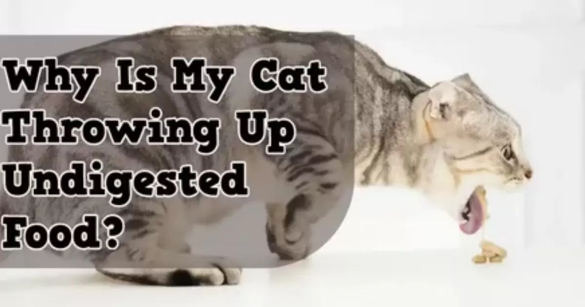 Why Is My Cat Throwing Up Undigested Food?