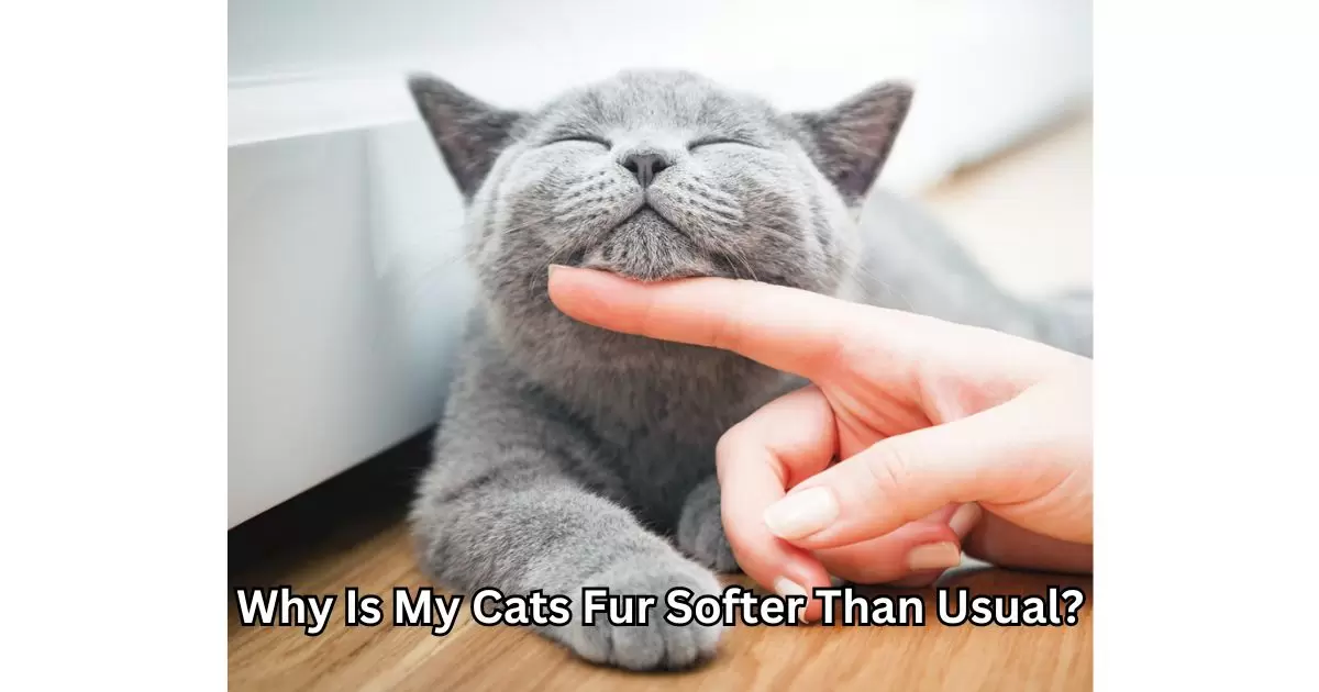 Why Is My Cats Fur Softer Than Usual?