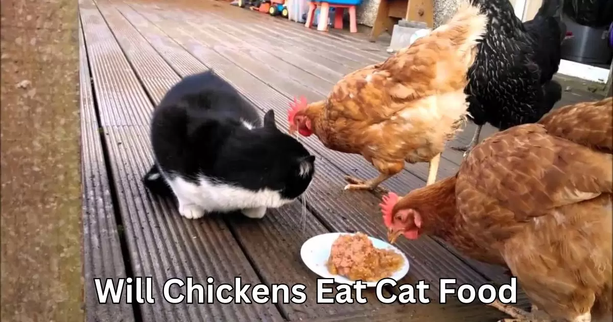 Will Chickens Eat Cat Food