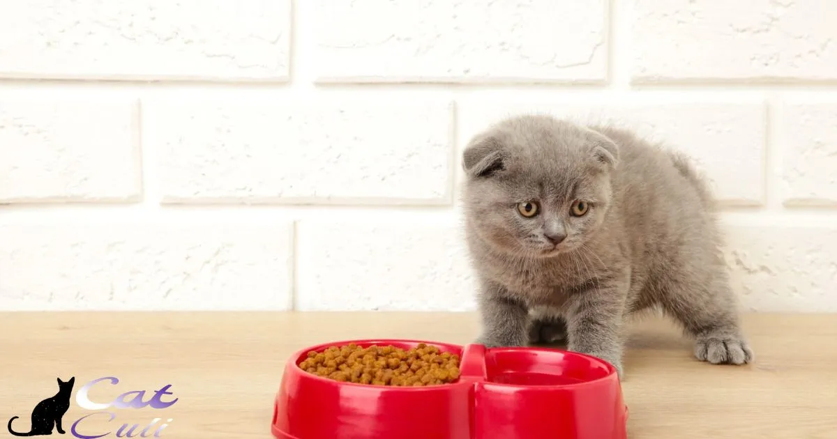 Can A Kitten Eat Adult Cat Food?
