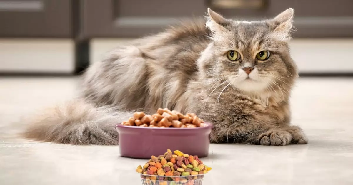 Can Cats Eat Kitten Food?