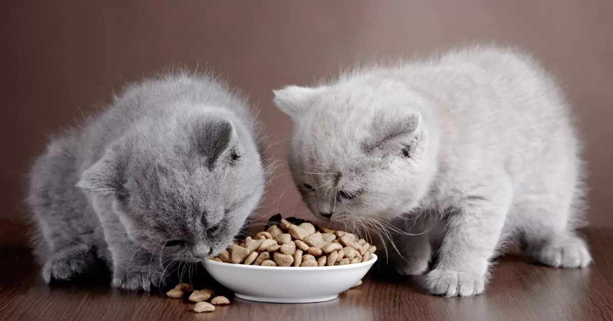 Can Kittens Eat Cat Food?