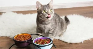 can a kitten eat adult cat food