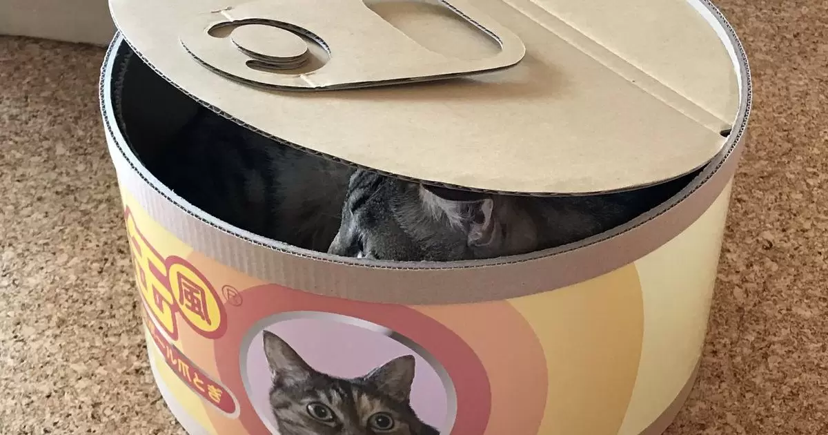 How Long Can Canned Cat Food Sit Out?