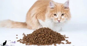 How Long Can I Leave Wet Cat Food Out?