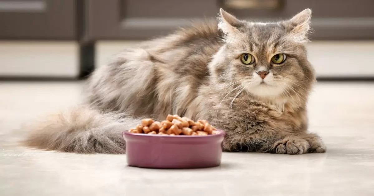 How Many Times Should I Feed My Cat Wet Food?