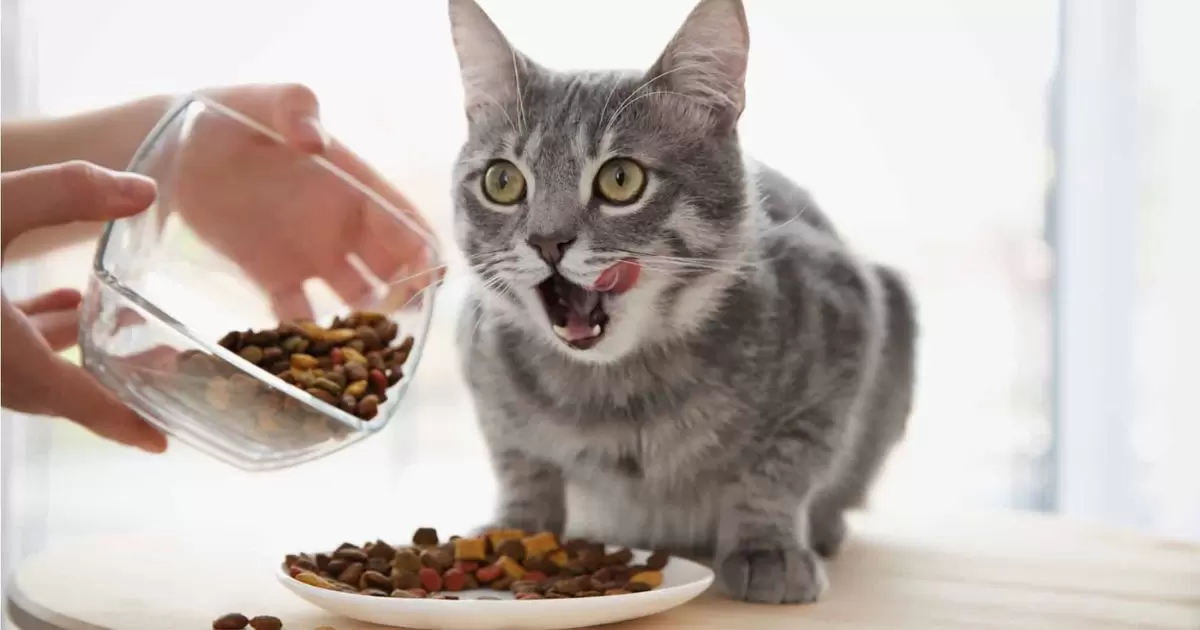 How Much Wet Food Should A Cat Eat?