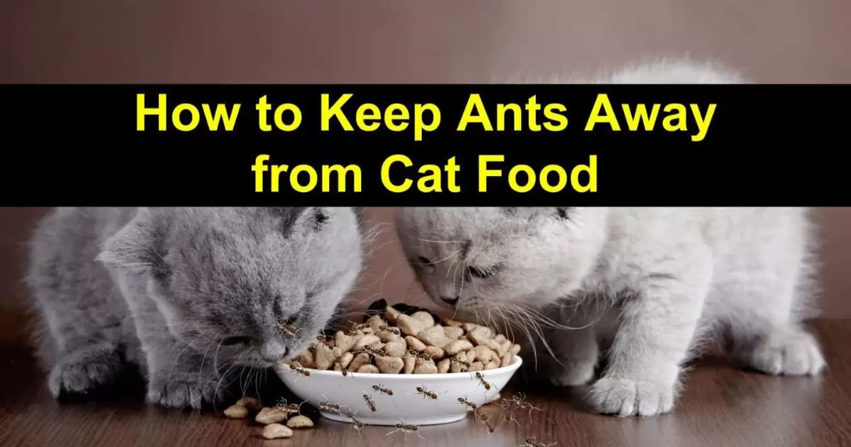 How To Keep Ants Away From Cat Food?
