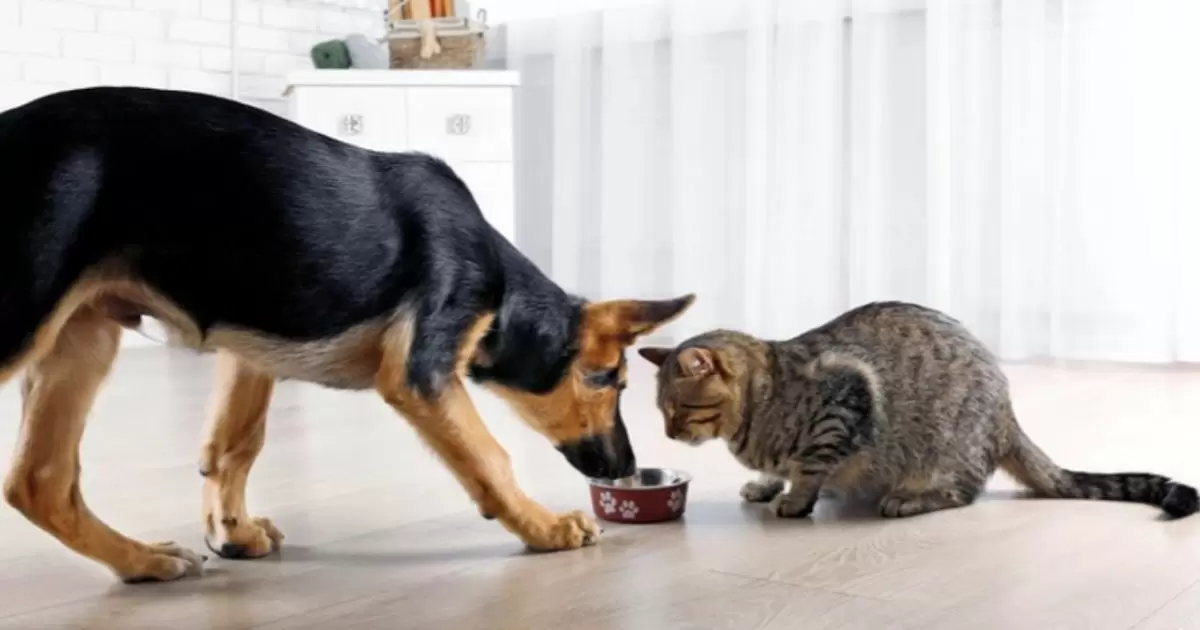 How To Keep Dog Out Of Cat Food?