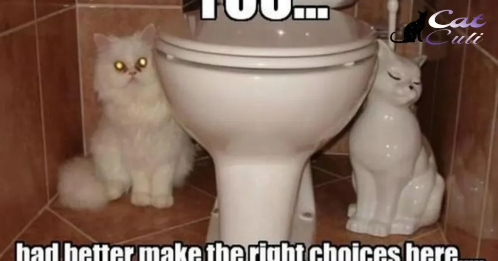 Making The Right Choice For Your Cat