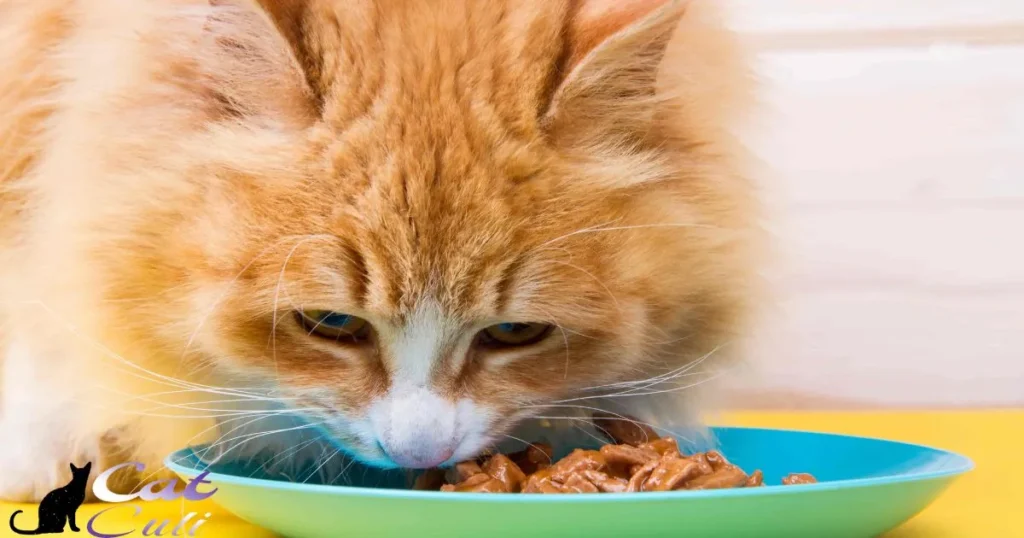 Can Kittens Eat Adult Cat Food?