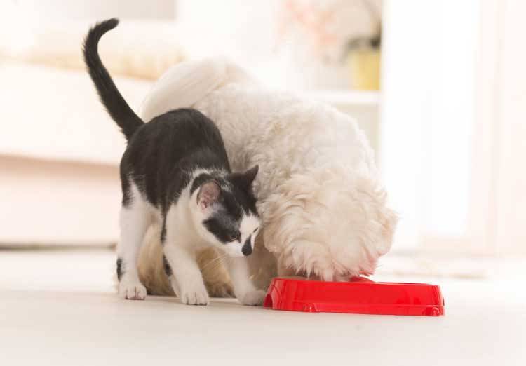 How to Stop Your Dog From Eating Cat Food