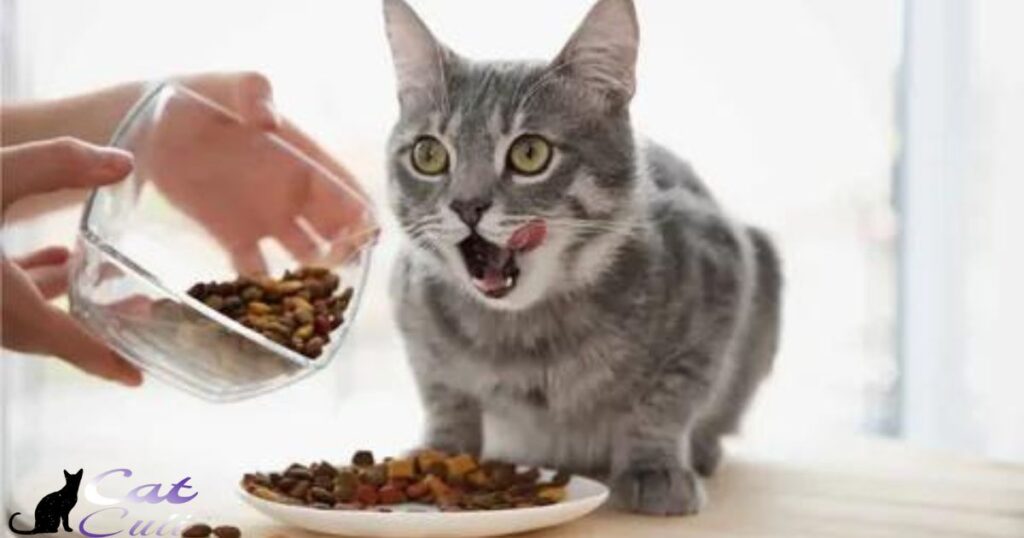 Do Cat Food Expire