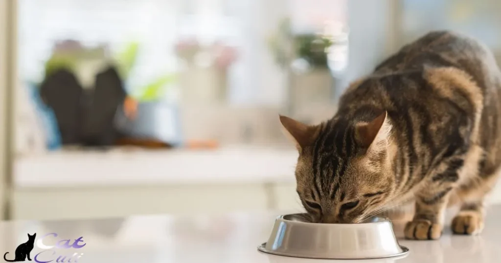 What Are Some Tips For Properly Storing Wet Cat Food?