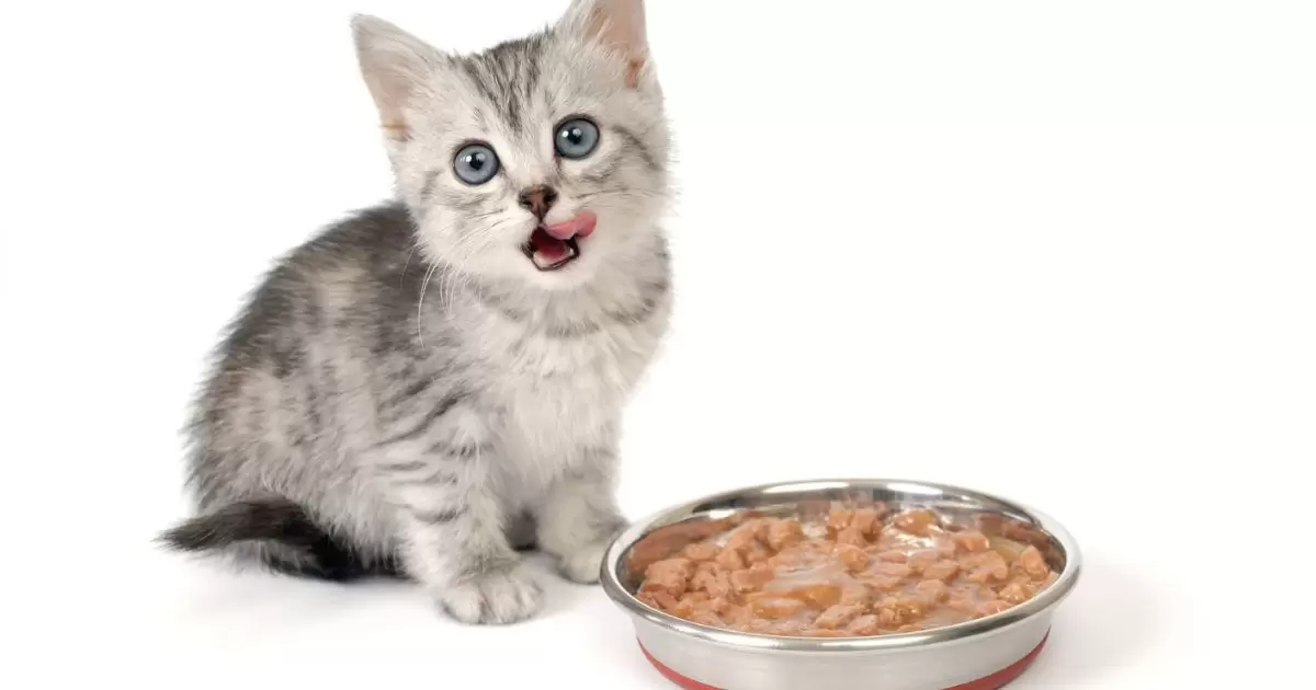 What Happens If My Kitten Eats My Older Cats Food?