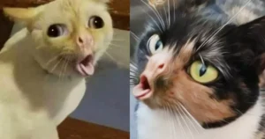 Why Do Cats Gag At Food?