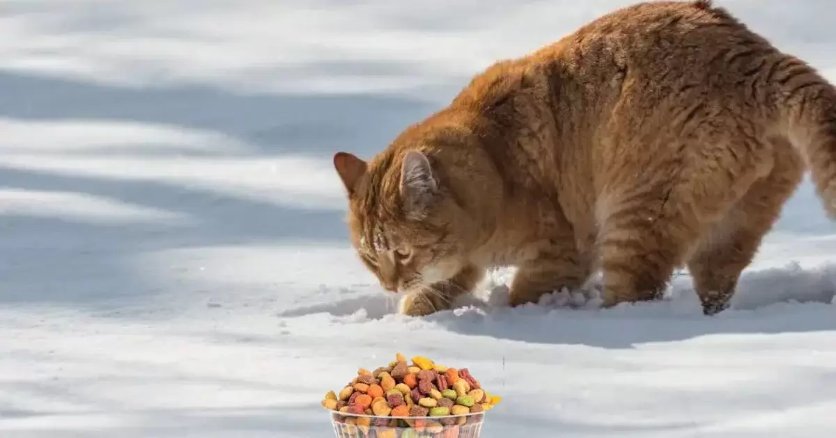 Why Does My Cat Try To Bury Her Food?