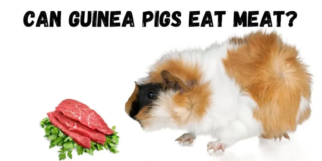 Best Diet for Guinea Pigs Compared to Cat Food