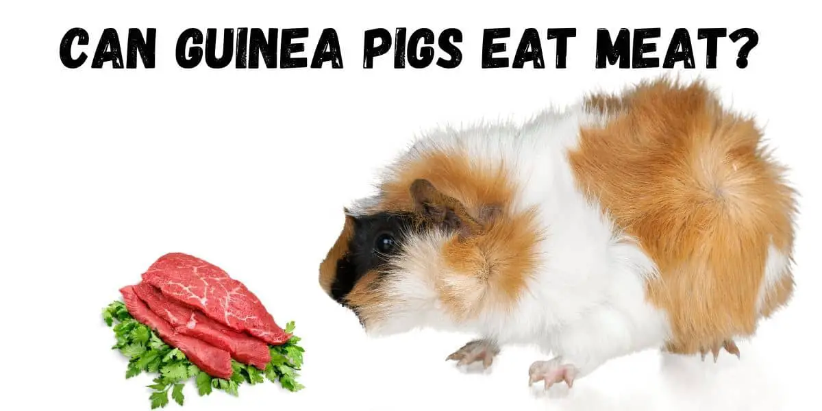 Guinea Pigs Eat Cat Food