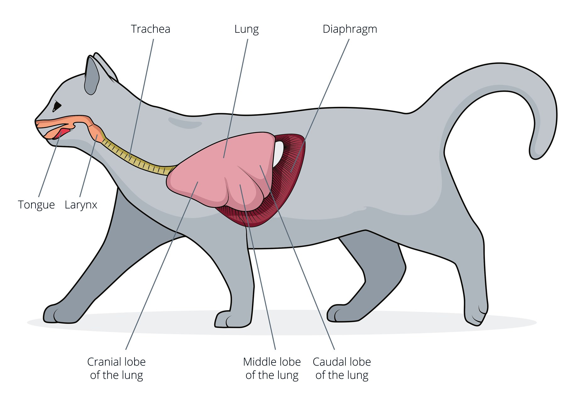 What Does A Cat Respiratory Infection Sound Like?